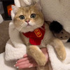 【中国风】猫咪狗宠物围脖针织保暖红色围巾 好寓意创意手工围脖 商品缩略图0