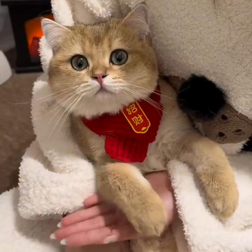 【中国风】猫咪狗宠物围脖针织保暖红色围巾 好寓意创意手工围脖 商品图0