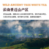 云南野生白茶|自然生晒 商品缩略图1