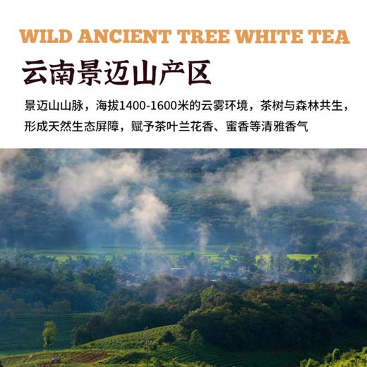 云南野生白茶|自然生晒 商品图1