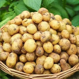 【MLT】黄皮大土豆  新鲜马铃薯  农家蔬菜  大个  细腻软糯