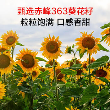 1号会员店（One's Member）【山姆同厂】原香葵花籽 赤峰瓜子原味炒货新年礼盒 226g*4罐   /休闲食品 /坚果炒货 /瓜子/葵花籽 商品图1