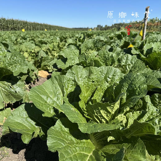 东北有机酸菜（成都仓库—顺丰快递）|350g/袋，来自黑龙江绥化，生产者：寒园有机农场【合作生产，公平贸易】 商品图6