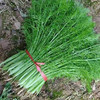 【MLT】茴香菜  鲜嫩  新鲜蔬菜  拌馅 商品缩略图1