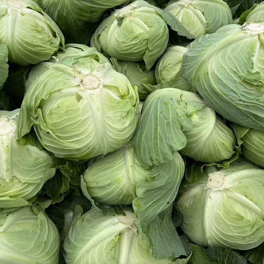 【MLT】洋白菜  新鲜蔬菜  扁白菜  脆嫩爽口 商品图0
