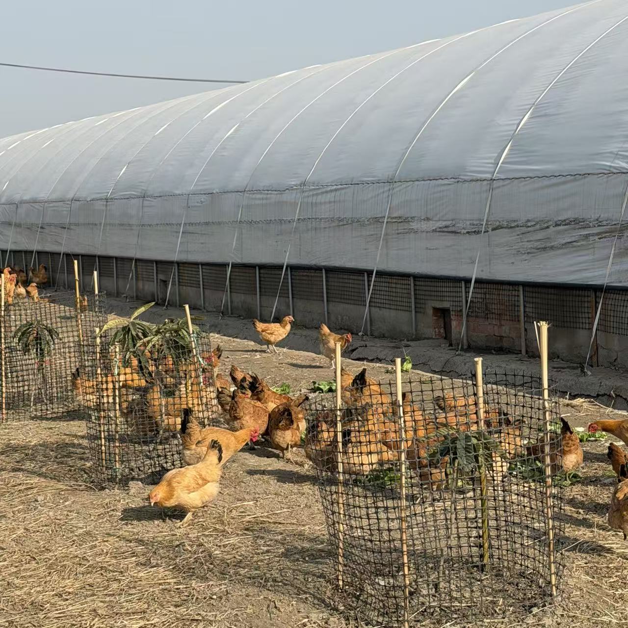 草鸡（百达）1只（杀完2.5斤以上）