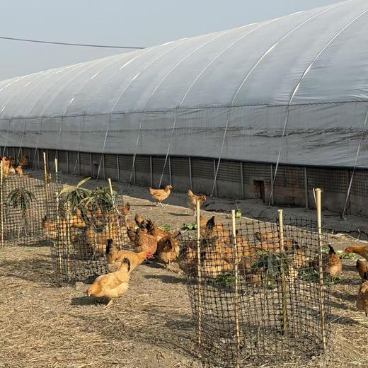 草鸡（百达）1只（杀完2.5斤以上） 商品图0