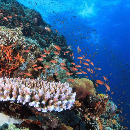 热浪潜水集团菲律宾PG岛 商品图1