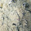 【MLT】梦思香  河北豆沫粉  12.5kg  散装方便料汤包 商品缩略图1