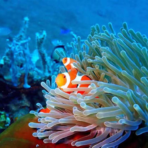 热浪潜水集团菲律宾PG岛 商品图2