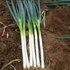 【MLT】新鲜大葱  质地脆嫩  新嫩爽口  调味  炒菜  长白甜葱  蔬菜 商品缩略图3