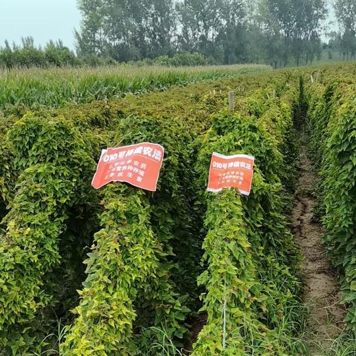 010垆土铁棍山药  药食同源 逆境生长积累养分 更营养 雪后采挖 口感面糯 十年一茬，只为一根好山药 商品图9