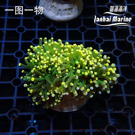 人工彩点火柴 商品图1