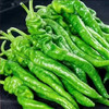 【MLT】鲜嫩螺丝椒  皮薄肉嫩  辣味十足 商品缩略图2