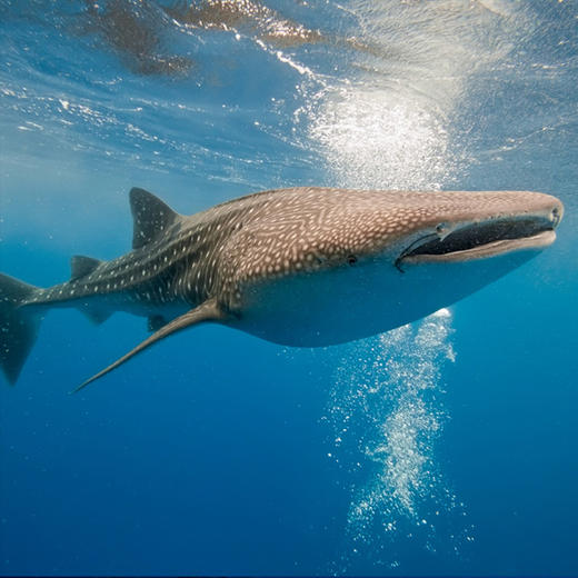 热浪潜水集团菲律宾薄荷岛 商品图2