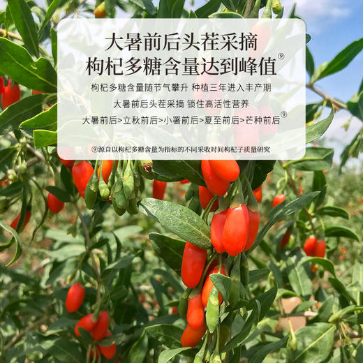 正安 宁夏枸杞 头茬大果自然干燥优质原材 眼睛目明味甘性平精力补充拒绝疲乏 泡水煲汤办公室茶饮家庭食材 枸杞250g/罐 商品图8