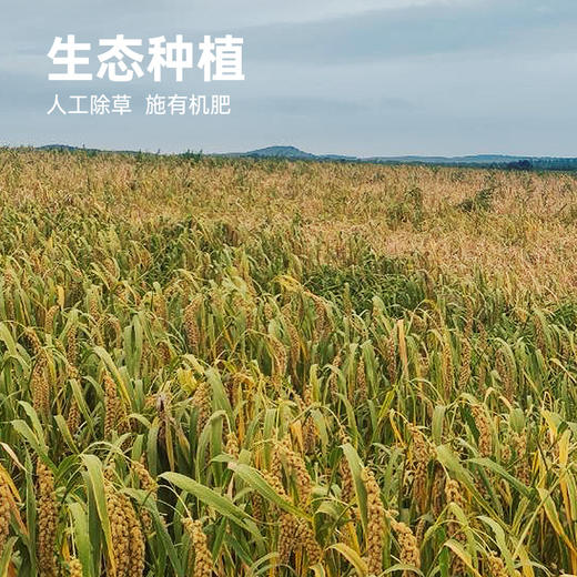 彩虹星球|小米 商品图4