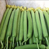 【MLT】新嫩翠绿  新鲜丝瓜  水嫩饱满  煲汤好菜 商品缩略图1