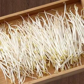 【MLT】新鲜绿豆芽  茎秆白嫩  豆香清晰  绿色蔬菜