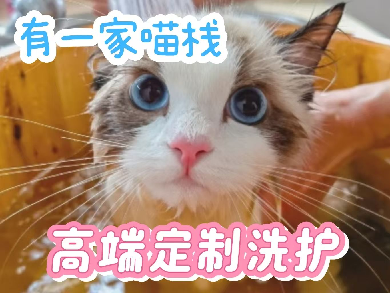 5-10斤短毛精致洗护