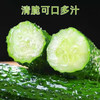 【MLT】农家带刺新鲜黄花  瓜型美观  根根均匀  生吃  凉拌  蔬菜 商品缩略图1