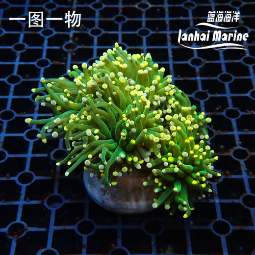 人工彩点火柴 商品图3