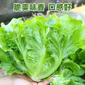 【MLT】脆甜玻璃生菜  健康美味  脆甜爽口  新鲜生菜  火锅涮菜