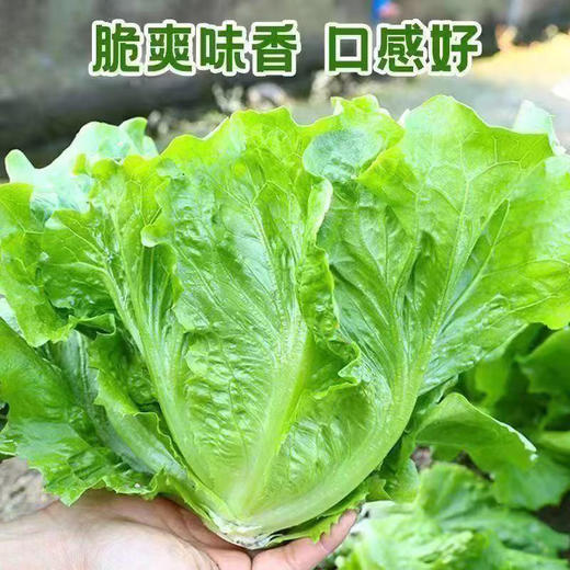 【MLT】脆甜玻璃生菜  健康美味  脆甜爽口  新鲜生菜  火锅涮菜 商品图0