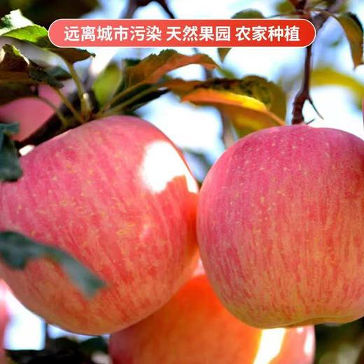 【白水苹果】红富士4.5-5斤12枚75#中果 商品图1