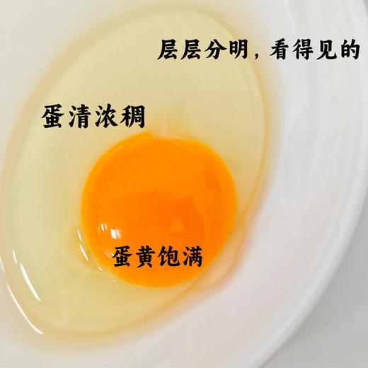 哈曼丁 金色凤堰（爱心助农）秦岭山林散养蛋 30枚/（箱） 商品图3