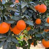 【柑与橘双鲜组合】大理椪柑和纽荷尔脐橙  太绝了！鲜爽叠加甜润翻倍！多汁过瘾美味不单调！ 商品缩略图5