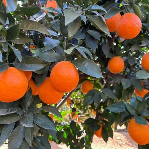 【柑与橘双鲜组合】大理椪柑和纽荷尔脐橙  太绝了！鲜爽叠加甜润翻倍！多汁过瘾美味不单调！ 商品图5