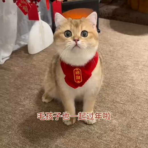 【中国风】猫咪狗宠物围脖针织保暖红色围巾 好寓意创意手工围脖 商品图2