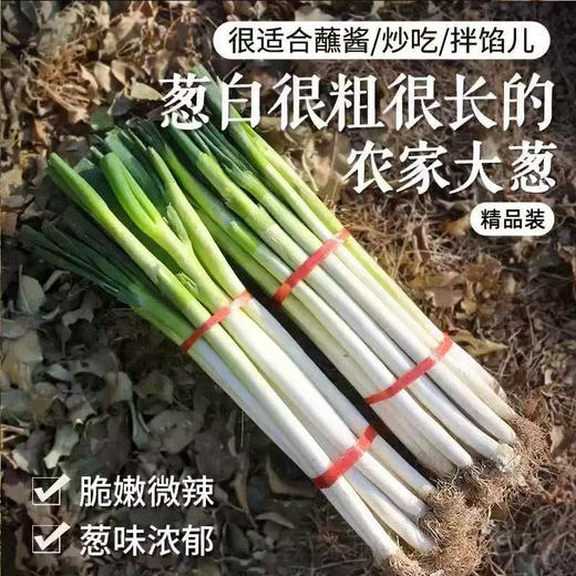 【MLT】新鲜大葱  质地脆嫩  新嫩爽口  调味  炒菜  长白甜葱  蔬菜 商品图2