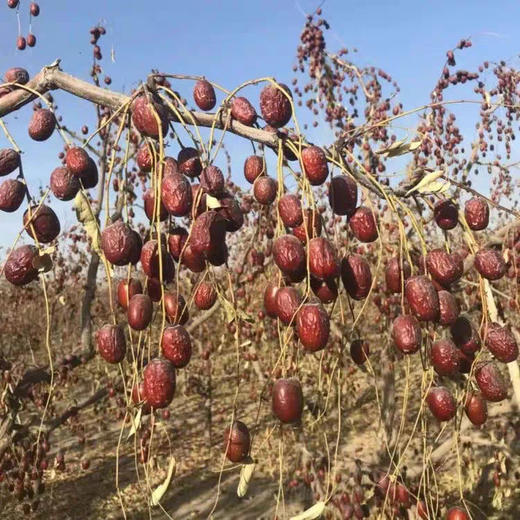 【带土原枣】新疆灰枣未清洗 自然风干 营养不流失 炖汤泡茶佳品 商品图4