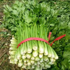 【MLT】脆嫩芹菜  无丝榨汁  西芹水果芹菜  新鲜蔬菜  沙拉生吃 商品缩略图1