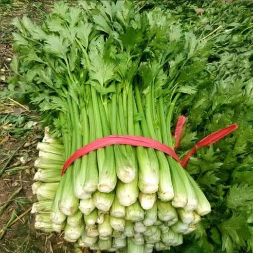 【MLT】脆嫩芹菜  无丝榨汁  西芹水果芹菜  新鲜蔬菜  沙拉生吃 商品图1
