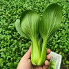 【MLT】新鲜小油菜  时令蔬菜  小青菜  火锅炒菜  上海青 商品缩略图2