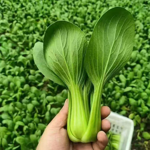 【MLT】新鲜小油菜  时令蔬菜  小青菜  火锅炒菜  上海青 商品图2
