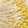 【MLT】新鲜黄豆芽  生鲜蔬菜  清水豆芽  优质黄豆  蔬菜 商品缩略图0