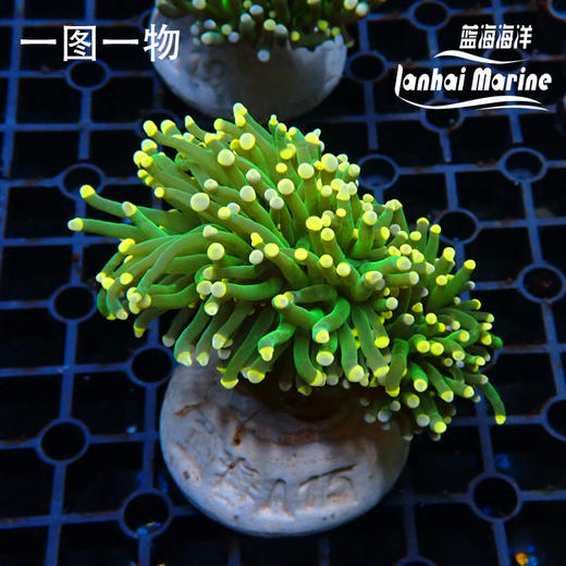 人工彩点火柴 商品图2