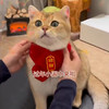 【中国风】猫咪狗宠物围脖针织保暖红色围巾 好寓意创意手工围脖 商品缩略图3