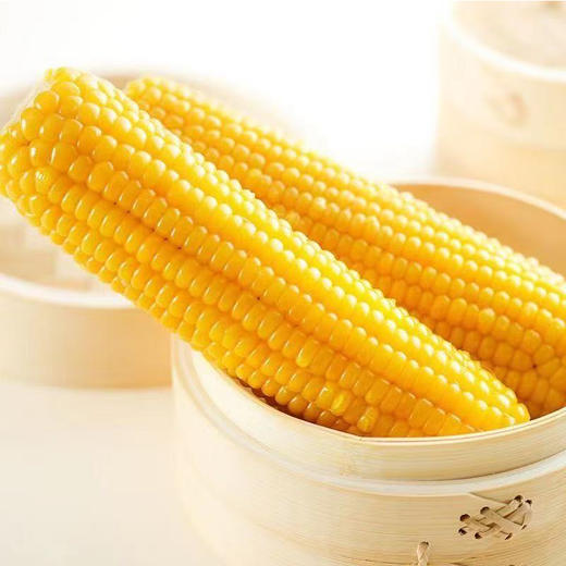 【MLT】头茬鲜玉米  软糯香甜  颗粒饱满  蔬菜 黄玉米 商品图2