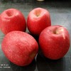 【白水苹果】瑞香红4.5-5斤12枚75#中果顺丰快递 商品缩略图0