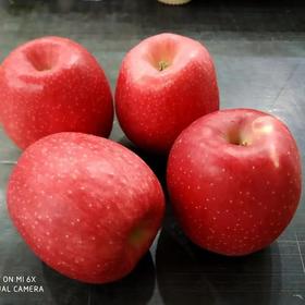【白水苹果】瑞香红4.5-5斤12枚75#中果顺丰快递