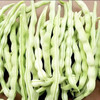 【MLT】当季白不老豆角  新鲜芸豆  四季豆  绿色蔬菜 商品缩略图2
