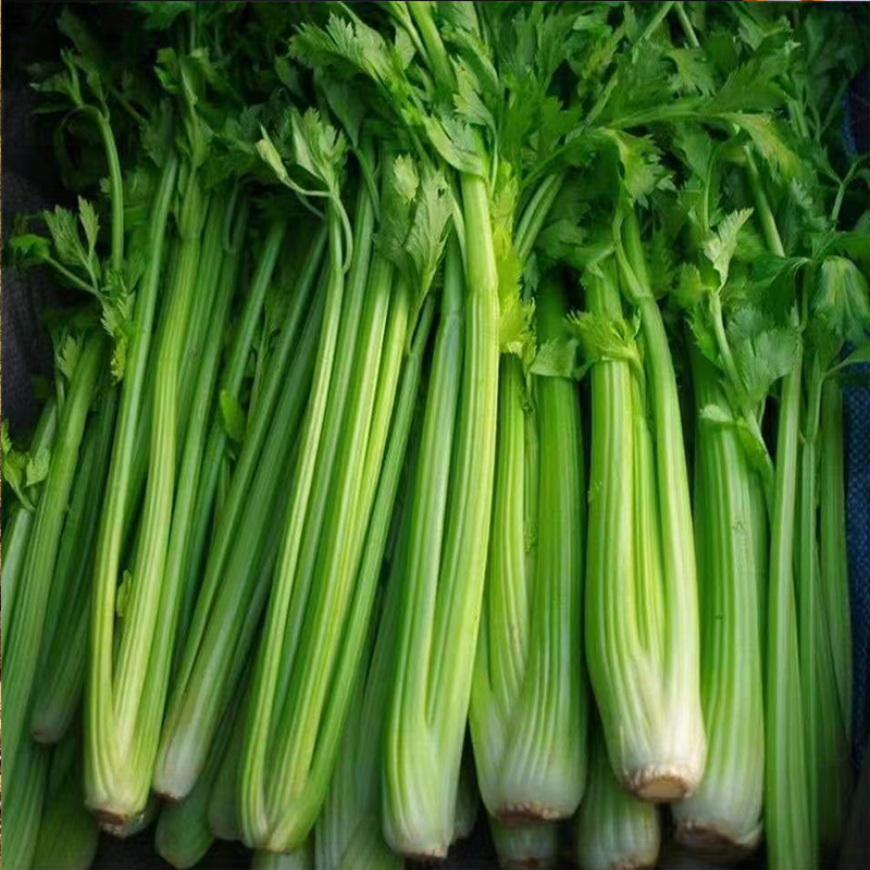 【SLSY】新鲜芹菜无丝榨汁新鲜蔬菜沙拉生吃