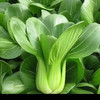 【MLT】新鲜小油菜  时令蔬菜  小青菜  火锅炒菜  上海青 商品缩略图0
