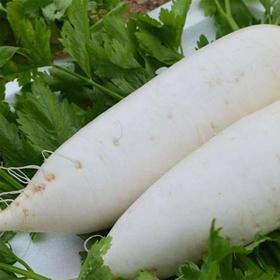 【MLT】脆嫩鲜甜  新鲜白萝卜  个头饱满  蔬菜