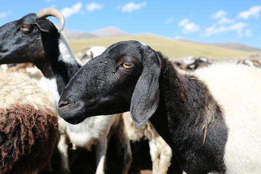 【礼品卡】牛羊至尊礼品卡（6斤牛肉+6斤羊肉） 商品图4